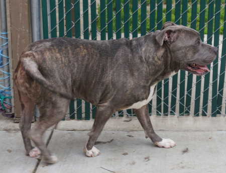 “Monkey” takes a walk in the play yard at Lake County Animal Care and Control in Lakeport, Calif., on Wednesday, March 2, 2016. Photo by Elizabeth Larson/Lake County News. 030216monkey2