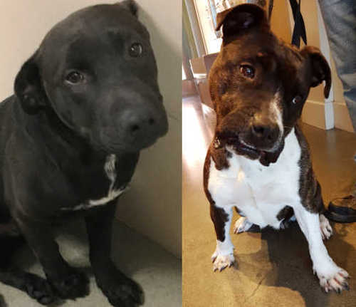 Dogs of many ages and breeds are available this week during the adoption event at Lake County Animal Care and Control. Courtesy photos. 040716adoptablepups