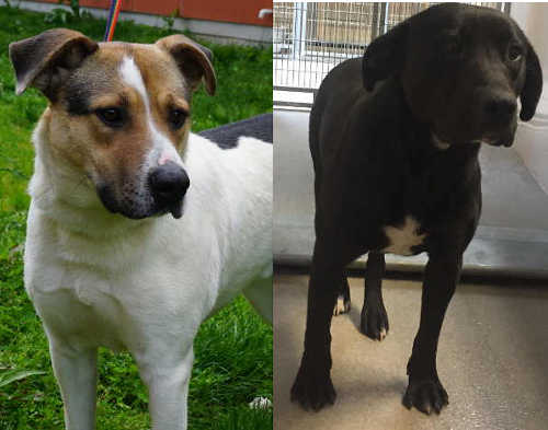 From left, Buddy and Luther are among the many dogs needing new homes very quickly at Lake County Animal Care and Control in Lakeport, Calif. Photo of Buddy by Elizabeth Larson/Lake County News; photo of Luther by Animal Care and Control. 040916buddyluther