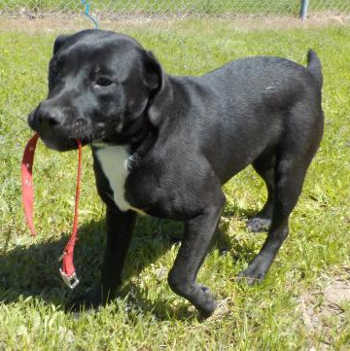“Bailey” is a 7-month-old male Labrador Retriever-pit bull mix. Photo courtesy of Clearlake Animal Control. 041116cacbailey