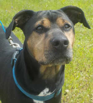“Blacky” is a male Doberman Pinscher and coonhound mix. Photo courtesy of Clearlake Animal Control. 041116cacblacky