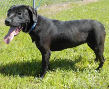 “Katie” is a young female Labrador Retriever and pit bull terrier mix. Photo courtesy of Clearlake Animal Control. 041116cackatie
