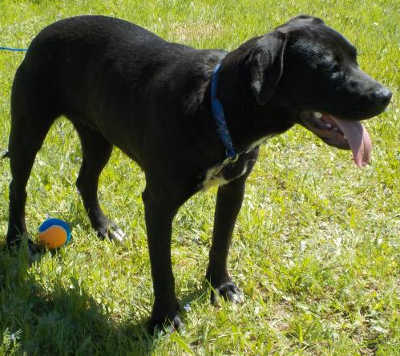 “Molly” is a 7-month-old Labrador Retriever and Pit Bull mix. Photo courtesy of Clearlake Animal Control. 041116cacmolly
