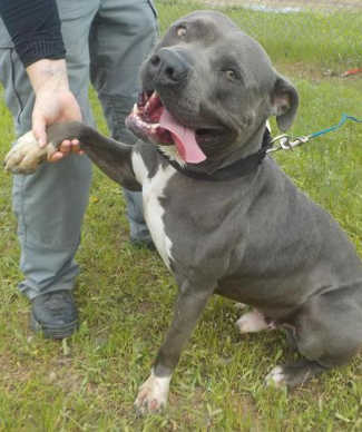“Toby” is a mix of Staffordshire Bull Terrier and American Bulldog. Photo courtesy of Clearlake Animal Control. 041116cactoby