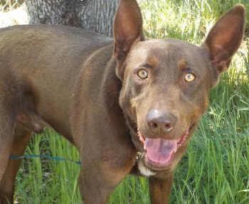 “Chip” is a young male chocolate Labrador Retriever and shepherd mix. Photo courtesy of Clearlake Animal Control. 041816cacchip