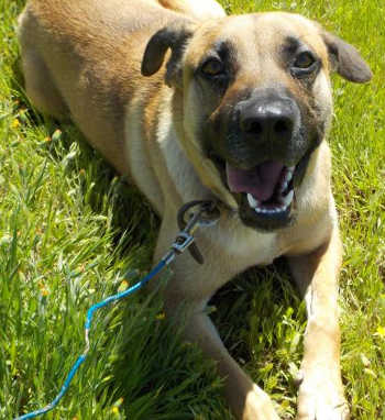 “Walter” is a young male yellow Labrador Retriever and shepherd mix. Photo courtesy of Clearlake Animal Control. 041816cacwalter
