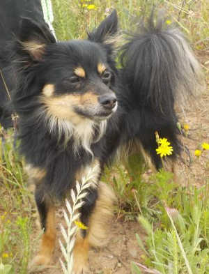 “Apple Jack” is a 2-year-old Pomeranian and Chihuahua mix. Photo courtesy of Clearlake Animal Control. 051016cacapplejack