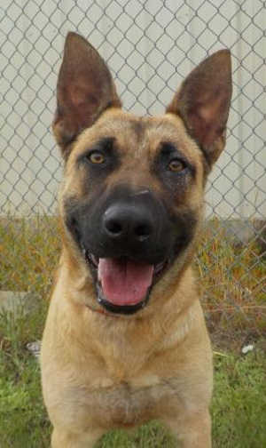 “Howdy” is an 8-month-old male Belgian Malinois mix. Photo courtesy of Clearlake Animal Control. 051016cachowdy