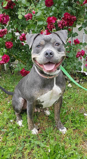 “Kiszie” is a female coonhound and bull terrier mix. Photo courtesy of Clearlake Animal Control. 051016cackizsie