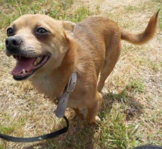 “Pumpkin” is a 3-year-old male Chihuahua. Photo courtesy of Clearlake Animal Control. 051016cacpumpkin