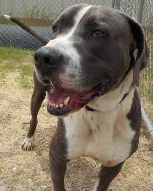 “Wilbur” is a 2-year-old bluetick coonhound and Labrador Retriever mix. Photo courtesy of Clearlake Animal Control. 051016cacwilbur