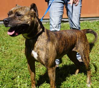 “Rosie” is a female boxer-pit bull mix in urgent need of a home. She is in kennel No. 32, ID No. 4670. Photo by Elizabeth Larson/Lake County News. 051016rosiedog