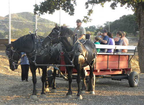 Andre and Ellen Boersma of Lakeport, Calif., provided wagon rides at the sixth annual Grillin’ on the Green barbecue on Saturday, August 1, 2015, in Lakeport, Calif. Photo by Susan Stout. 080115grillinhorses
