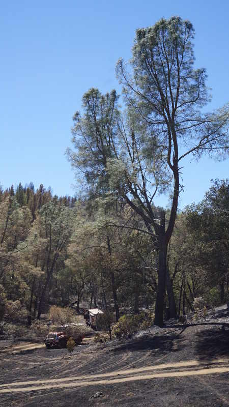 Some of the burn area of the Peterson fire near Kelseyville, Calif., on Monday, August 24, 2015. Photo by Elizabeth Larson/Lake County News. 082415petersonfiretree