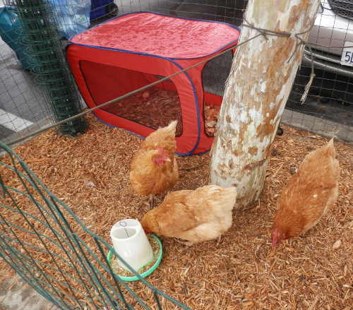 These chickens are making themselves at home underneath a tree in the parking lot at Clearlake, Calif., Walmart after evacuating Saturday, September 12, 2015, from the Hidden Valley Lake area with their owners Bob and Linda Vieira. The Vieira's have moved into their travel trailer as a result of the raging Valley Fire and are awaiting word about their home and when and if they will be able to return. Photo by Denise Rockenstein/Lake County News. 091415valleyevacschickens