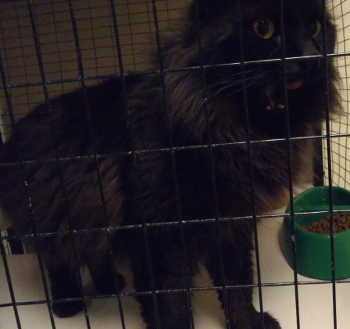 “Big” is a domestic long hair mix in cat room kennel No. 10, ID No. 4293. Photo courtesy of Lake County Animal Care and Control. 10bigblackcat