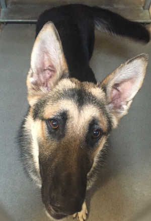 This handsome male German Shepherd is in kennel No. 10, ID No. 4514. Photo courtesy of Lake County Animal Care and Control. 10malegsd