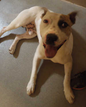 This male pit bull terrier mix is in kennel No. 10, ID No. 3105. Photo courtesy of Lake County Animal Care and Control. 10malewhitepit