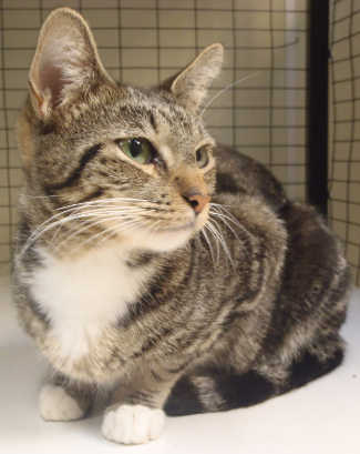 “Mom” is a domestic short hair mix in cat room kennel No. 110a, ID No. 4076. Photo courtesy of Lake County Animal Care and Control. 119amomcat