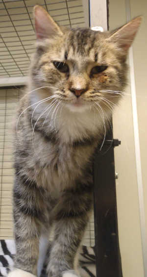 This female domestic medium hair mix is in cat room kennel No. 119, ID No. 4068. Photo courtesy of Lake County Animal Care and Control. 119medgraytabby