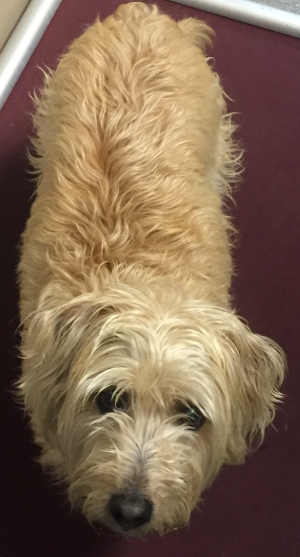 “Peabody” is a cairn terrier in kennel No. 11, ID No. 4502. Photo courtesy of Lake County Animal Care and Control. 11peabody