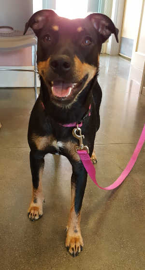 This female Rottweiler-border collie mix is in kennel No. 11, ID No. 4722. Photo courtesy of Lake County Animal Care and Control. 11rottbordercollie