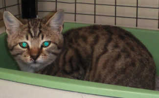 This male kitten is in cat room kennel No. 120a, ID No. 3765. Photo courtesy of Lake County Animal Care and Control. 120amaletabbykit1new
