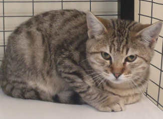 This male kitten is in cat room kennel No. 120b, ID No. 3766. Photo courtesy of Lake County Animal Care and Control. 120bmaletabbykit2