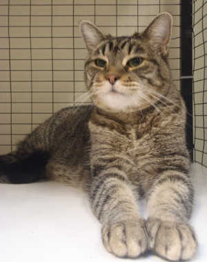 “Mia” is a female domestic short hair mix in cat room kennel No. 125, ID No. 4054. Photo courtesy of Lake County Animal Care and Control. 125mixcat