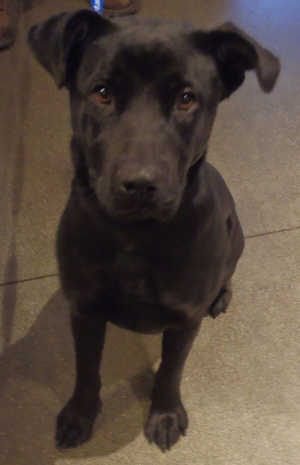 This female Labrador Retriever mix is in kennel No. 12, ID No. 4064. Photo courtesy of Lake County Animal Care and Control. 12blacklabpup