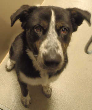 This male border collie-shepherd mix is in kennel No. 12, ID No. 3166. Photo courtesy of Lake County Animal Care and Control. 12bordershepmix
