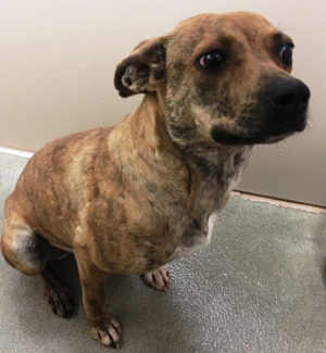 This female terrier is in kennel No. 12, ID No. 4417. Photo courtesy of Lake County Animal Care and Control. 12femaleterrier