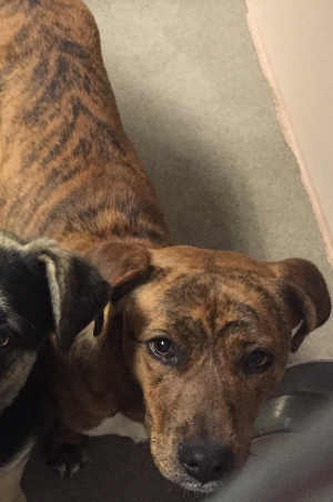 This female pit bull terrier mix in kennel No. 13a, ID No. 4515. Photo courtesy of Lake County Animal Care and Control. 13abrindlepit