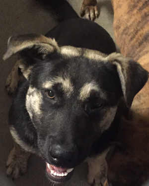 This female shepherd mix is in kennel No. 13b, ID No. 4516. Photo courtesy of Lake County Animal Care and Control. 13bshepmix