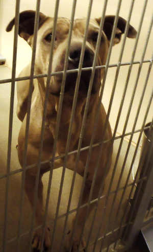 This male Shar pei-pit bull mix is in kennel No. 13, ID No. 3704. Photo courtesy of Lake County Animal Care and Control. 13sharpeimix
