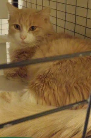 “Sweetie Pie” is a domestic long hair mix in cat room kennel No. 13, ID No. 4292. Photo courtesy of Lake County Animal Care and Control. 13sweetiepie