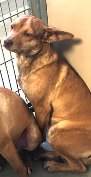 This female terrier mix is in kennel No. 14a, ID No. 4415. Photo courtesy of Lake County Animal Care and Control. 14aterrier