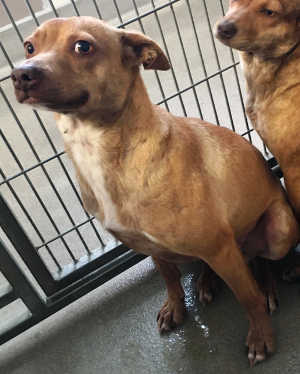 This female terrier mix is in kennel No. 14b, ID No. 4416. Photo courtesy of Lake County Animal Care and Control. 14bterrier