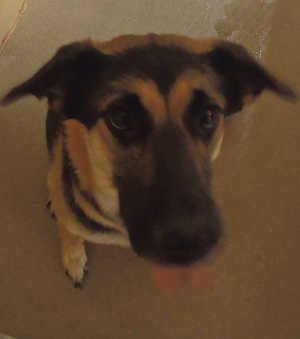 This female German Shepherd mix is in kennel No. 14, ID No. 3179. Photo courtesy of Lake County Animal Care and Control. 14gsdfemale