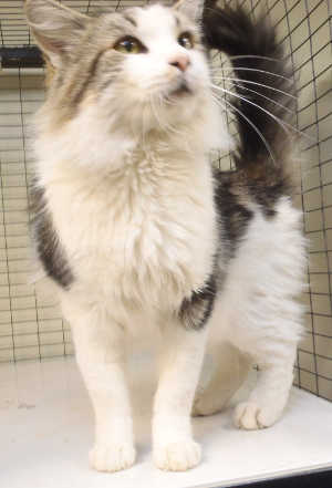 This male domestic longhair mix is in cat room kennel No. 150, ID No. 4059. Photo courtesy of Lake County Animal Care and Control. 150longhaircat