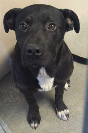 This female Labrador Retriever-pit bull mix is in kennel No. 15, ID No. 4486. Photo courtesy of Lake County Animal Care and Control. 15blackpitlab