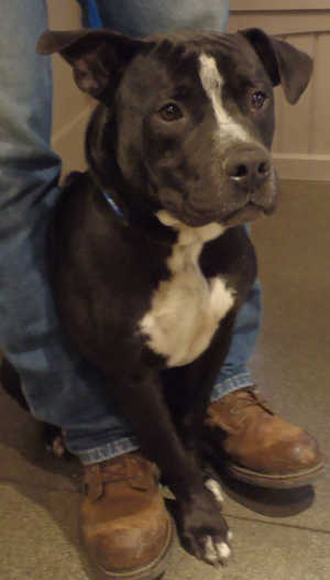 This male pit bull terrier mix is in kennel No. 15, ID No. 4102. Photo courtesy of Lake County Animal Care and Control. 15bwpitmix