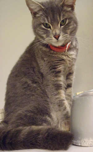 This domestic medium hair mix is in cat room kennel No. 15, ID No. 4326. Photo courtesy of Lake County Animal Care and Control. 15graycatmedium