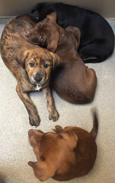 These Labrador Retriever mix puppies are in kennel No. 15a, 15c, 15d and 15f, ID Nos. 4674, 4678, 4679 and 4681. Photo courtesy of Lake County Animal Care and Control. 15labpups