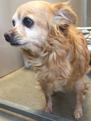 This female Chihuahua mix is in kennel No. 16, ID No. 4482. Photo courtesy of Lake County Animal Care and Control. 16tanfemalechi