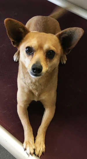 This male Chihuahua mix is in kennel No. 17, ID No. 4466. Photo courtesy of Lake County Animal Care and Control. 17tanchi