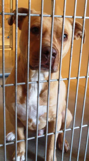 This male pit bull terrier mix is in kennel No. 17, ID No. 3719. Photo courtesy of Lake County Animal Care and Control. 17tanwhitepit2