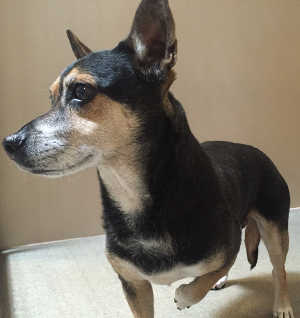 This male Corgi-Chihuahua mix is in kennel No. 18, ID No. 4885. Photo courtesy of Lake County Animal Care and Control. 18corgichimix