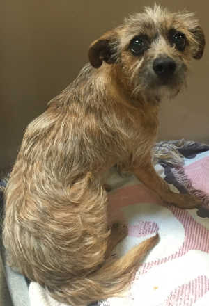 This male terrier mix is in kennel No. 18, ID No. 4522. Photo courtesy of Lake County Animal Care and Control. 18liltanterrier