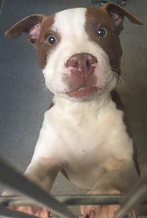 This male pit bull terrier-shar pei mix puppy is in kennel No. 18, ID No. 4459. Photo courtesy of Lake County Animal Care and Control. 18pitsharpeinew